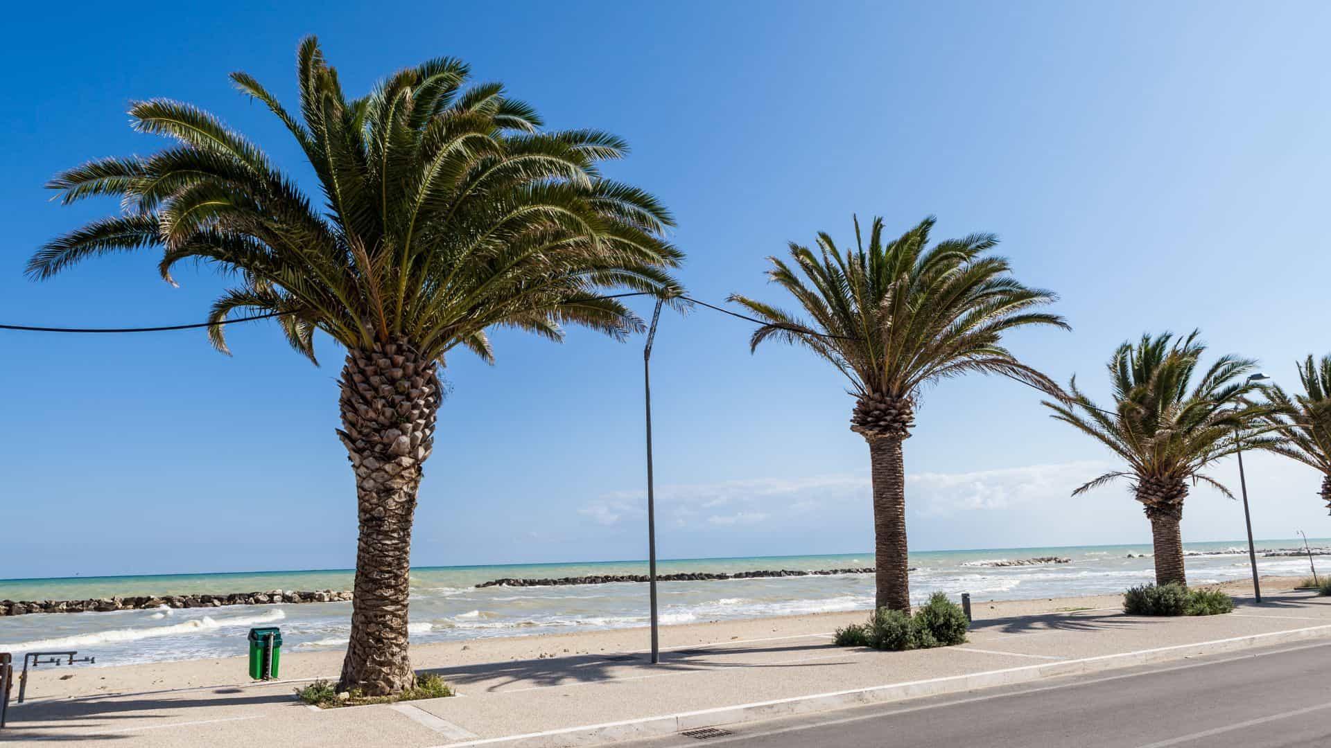 Lungomare di San Benedetto del Tronto con palme e mare